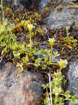 صورة Saxifraga hyperborea R. Br.