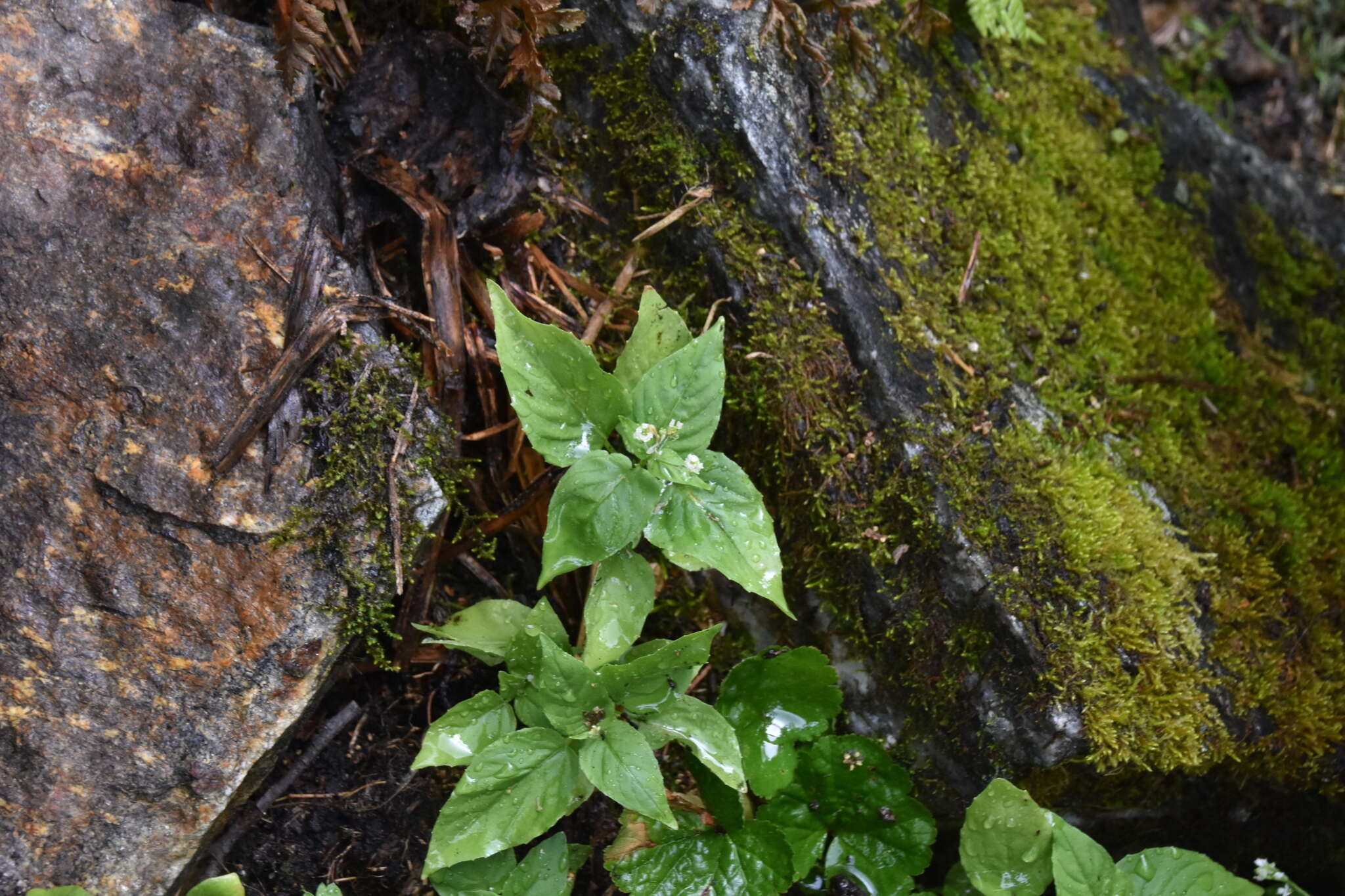 Image of small enchanter's nightshade