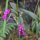 Image of Sertifera purpurea Lindl. & Rchb. fil.