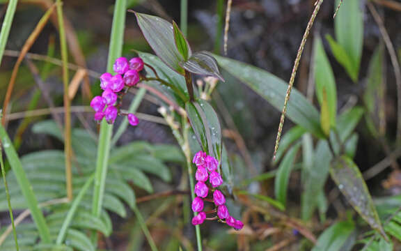 Sertifera purpurea Lindl. & Rchb. fil.的圖片