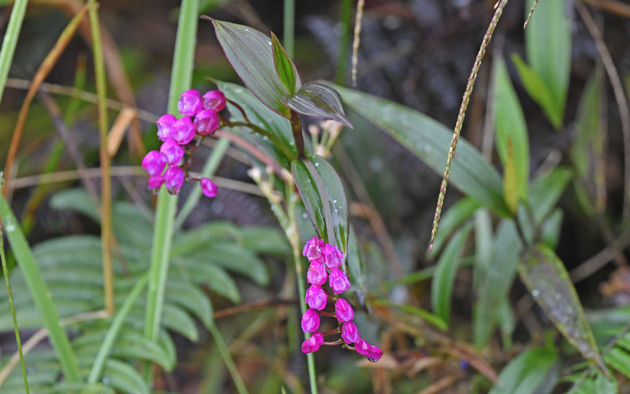 Sertifera resmi