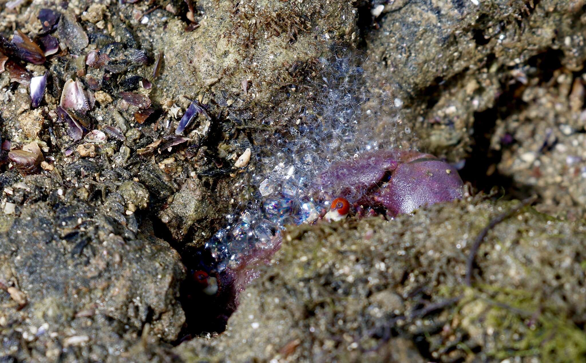 Image of smooth redeye crab