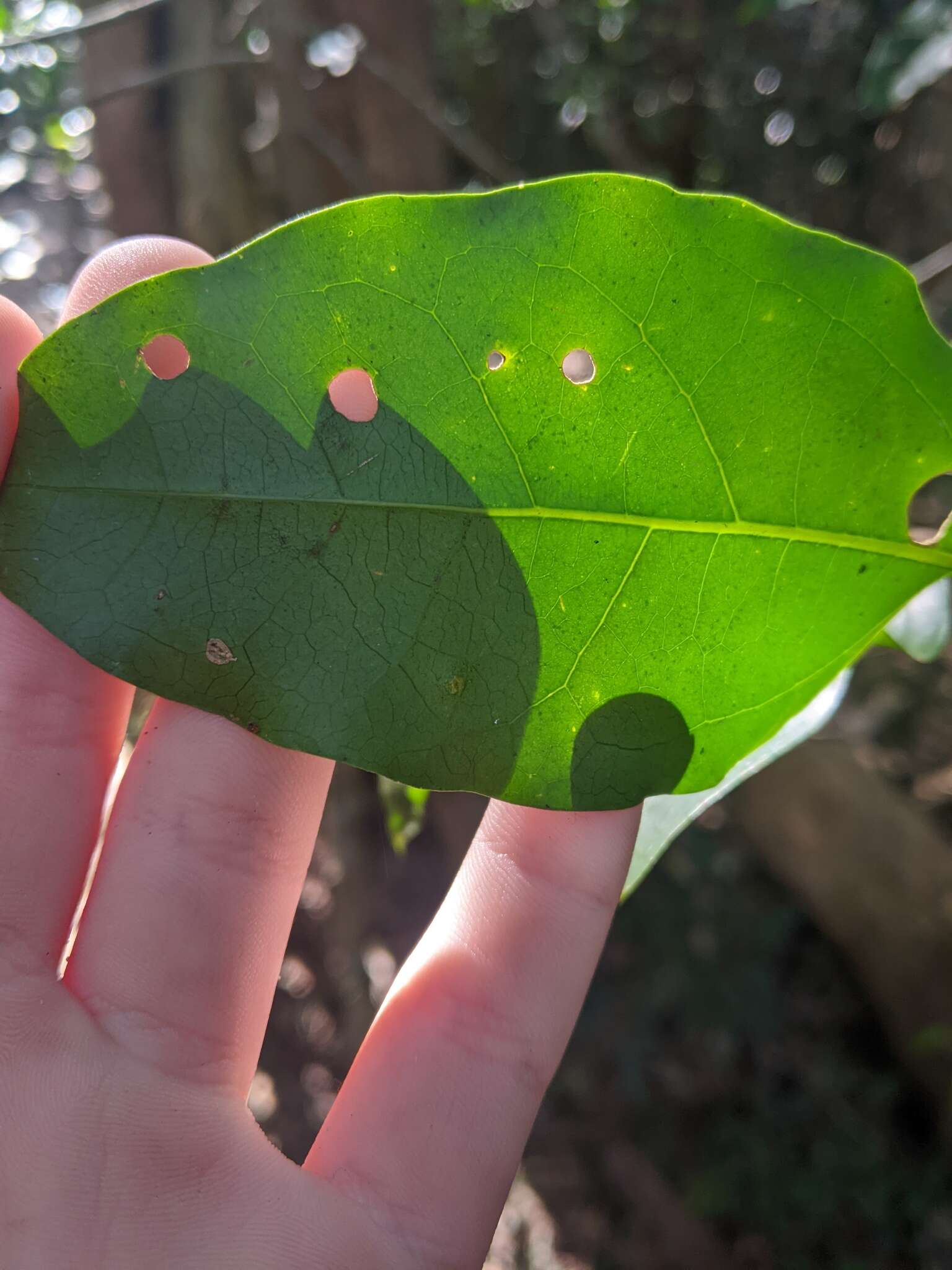 Image of silky celtis