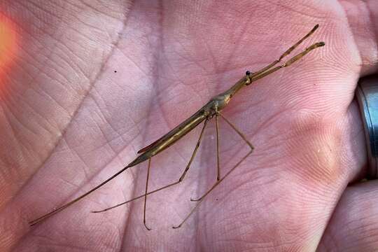 Image de Ranatra australis Hungerford 1922