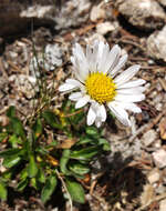 Imagem de Erigeron melanocephalus (A. Nels.) A. Nels.