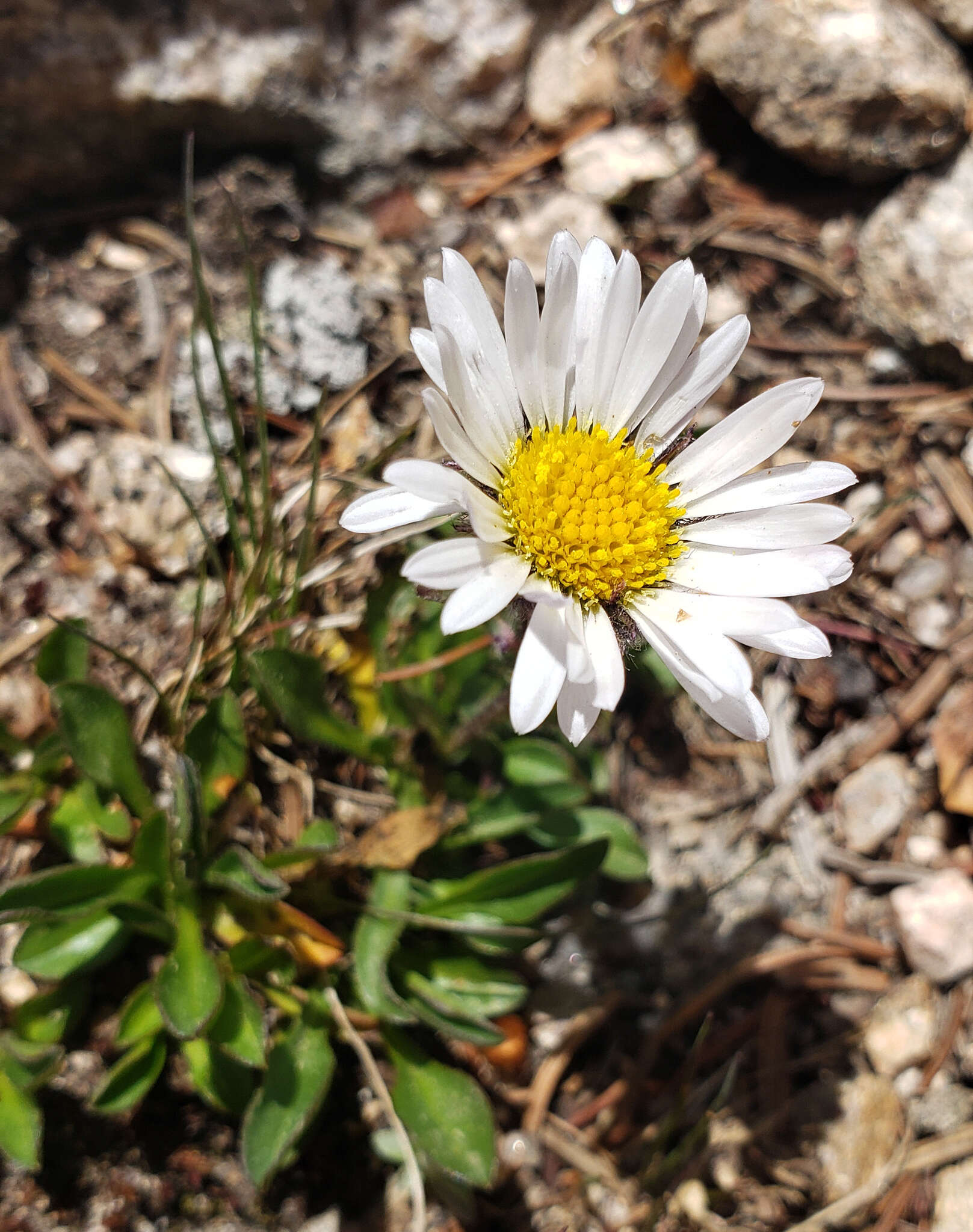 Image of blackhead fleabane