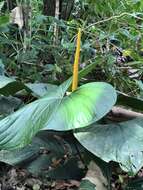 Anthurium ochranthum K. Koch resmi