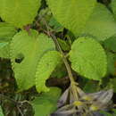 Image of Salvia pichinchensis Benth.