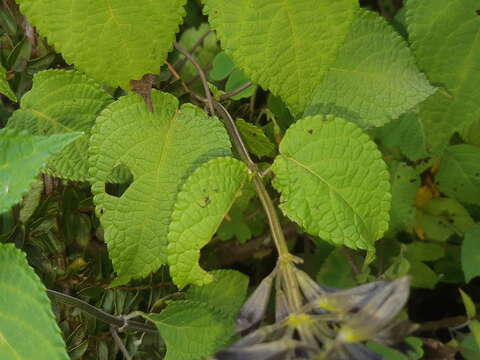 Image of Salvia pichinchensis Benth.