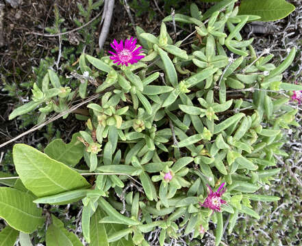 Image of Delosperma vandermerwei L. Bol.