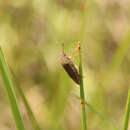 Image of Oenopiella punctaria (Stal 1859) Stal 1859