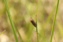 Image of Oenopiella punctaria (Stal 1859) Stal 1859