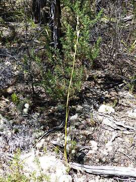 Image of Horned orchid