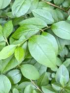 Image of California privet