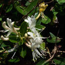 Image of Lonicera japonica var. japonica