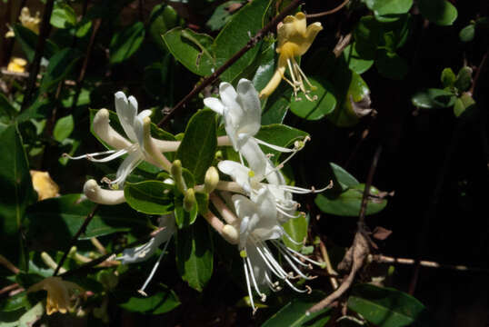 Image of Lonicera japonica var. japonica