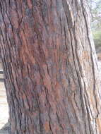 Image of Torrey pine