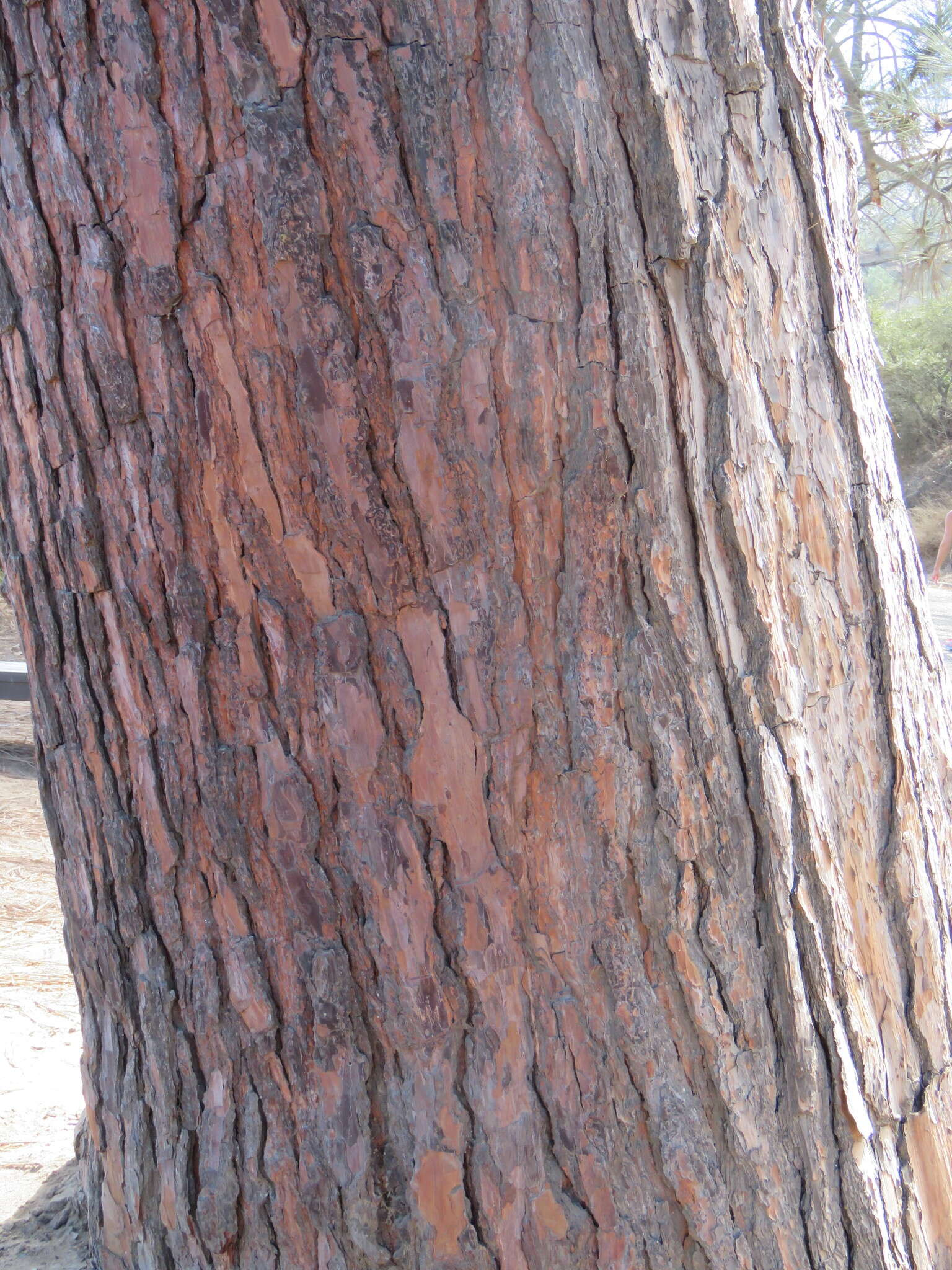 Image of Torrey pine