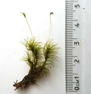 Image of dicranum moss