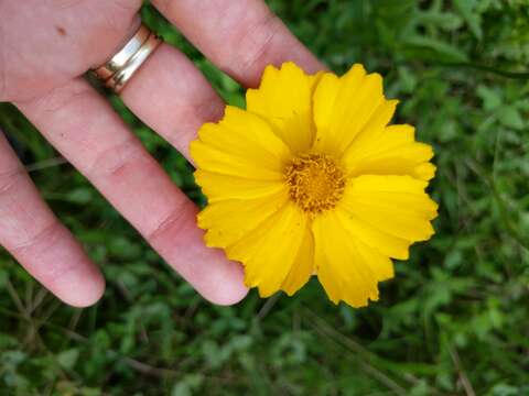 صورة Coreopsis intermedia Sherff