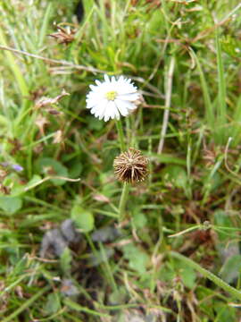 Image of Lagenophora stipitata (Labill.) Druce