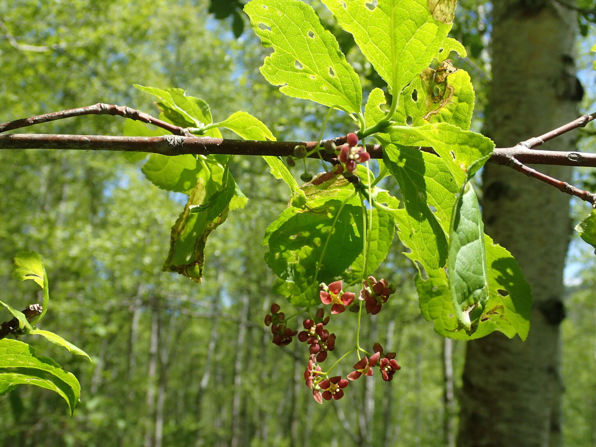 Image of Siberian Spindle