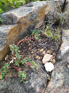 Image of Euphorbia portulacoides L.