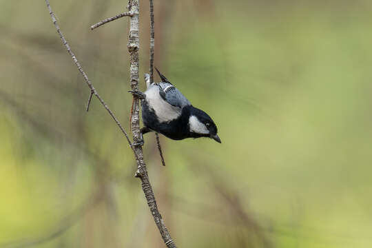 Imagem de Parus cinereus ambiguus (Raffles 1822)