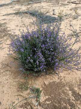 Sivun Dampiera lanceolata A. Cunn. ex DC. kuva