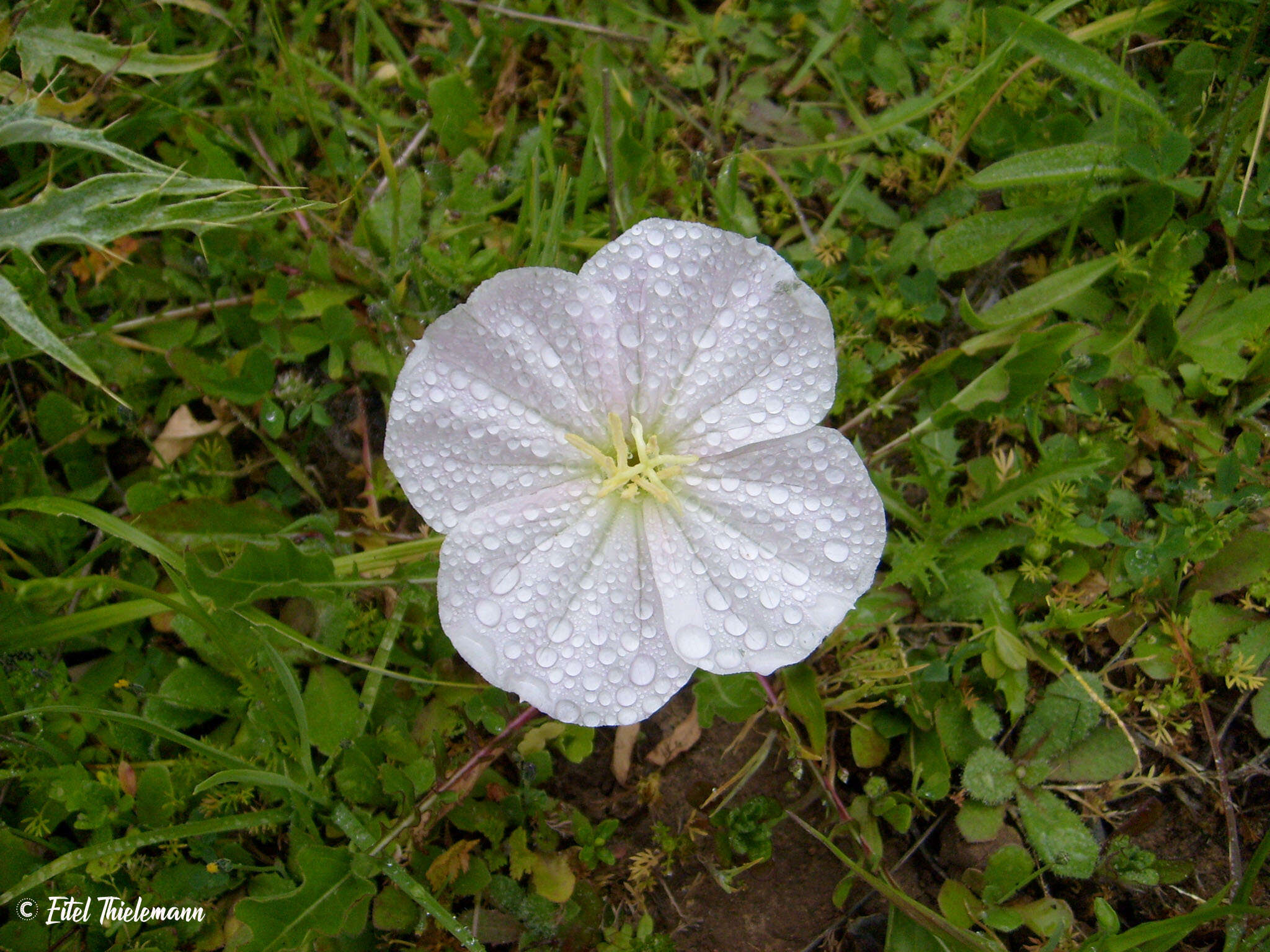 Слика од Oenothera acaulis Cav.