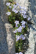 Image of Castle Crags bellflower