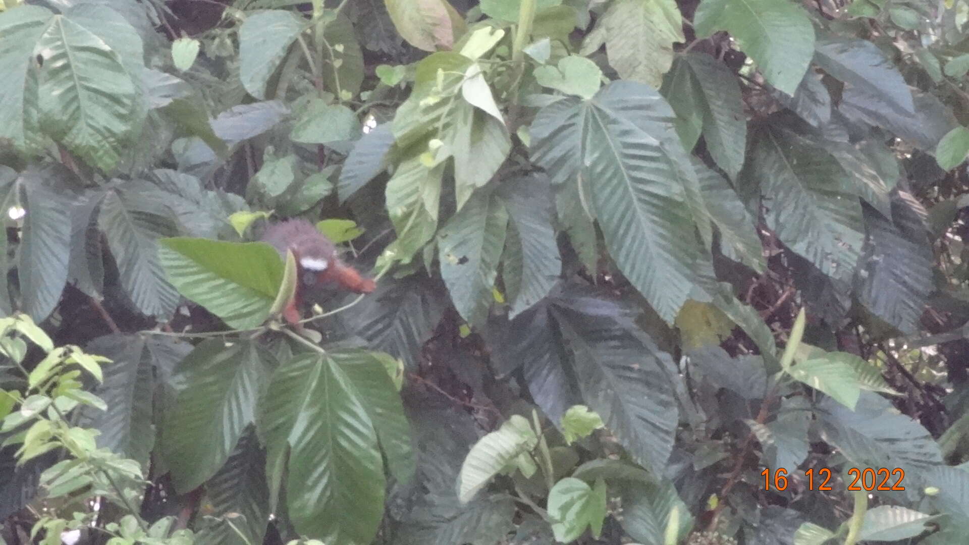 Image of Red Titi Monkey