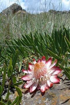 Image of Protea parvula Beard