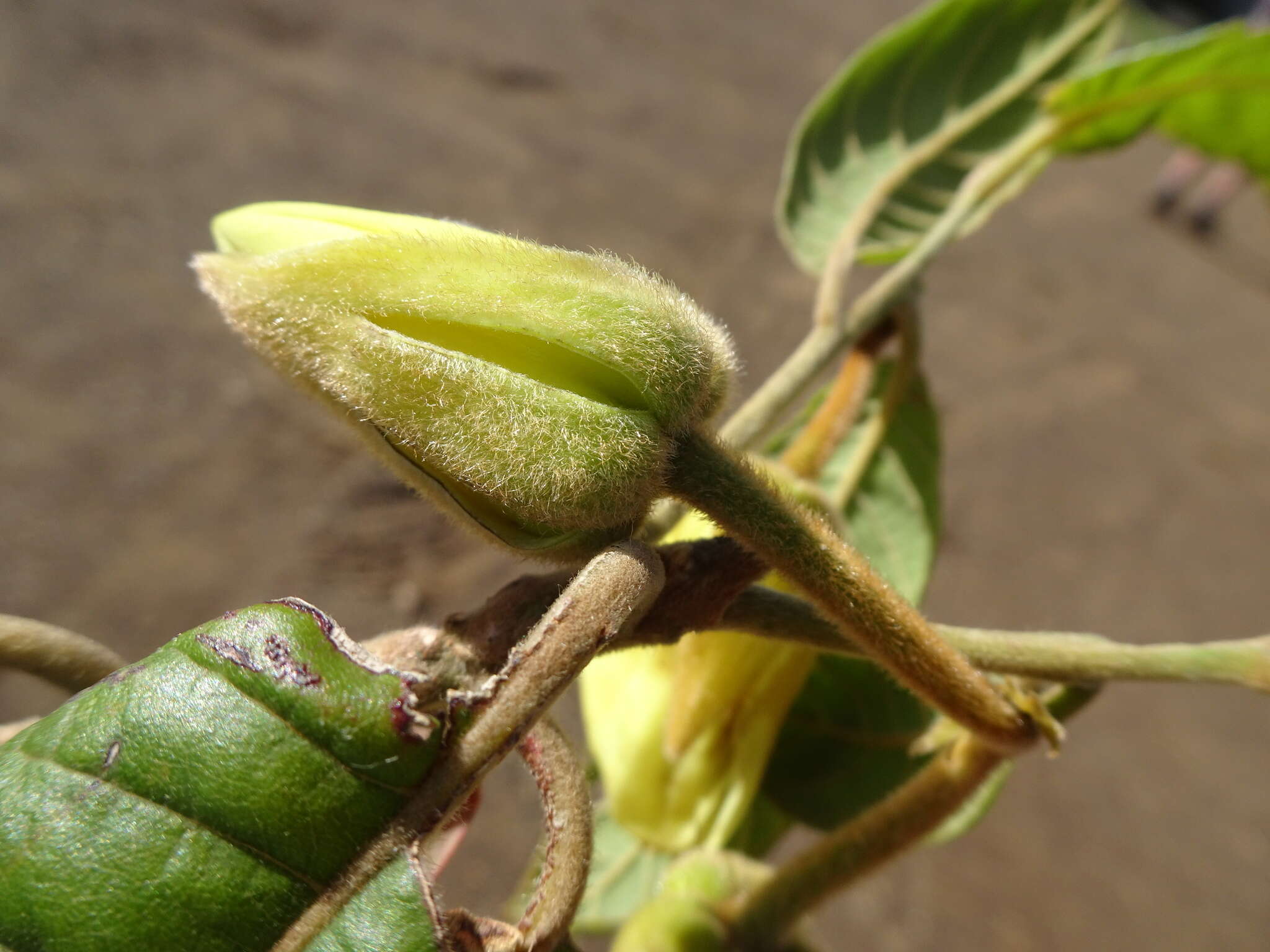 Sivun Dubouzetia caudiculata Sprague kuva