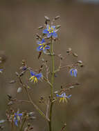 Image of Dianella longifolia var. grandis R. J. F. Hend.