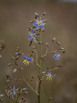 Слика од Dianella longifolia var. grandis R. J. F. Hend.