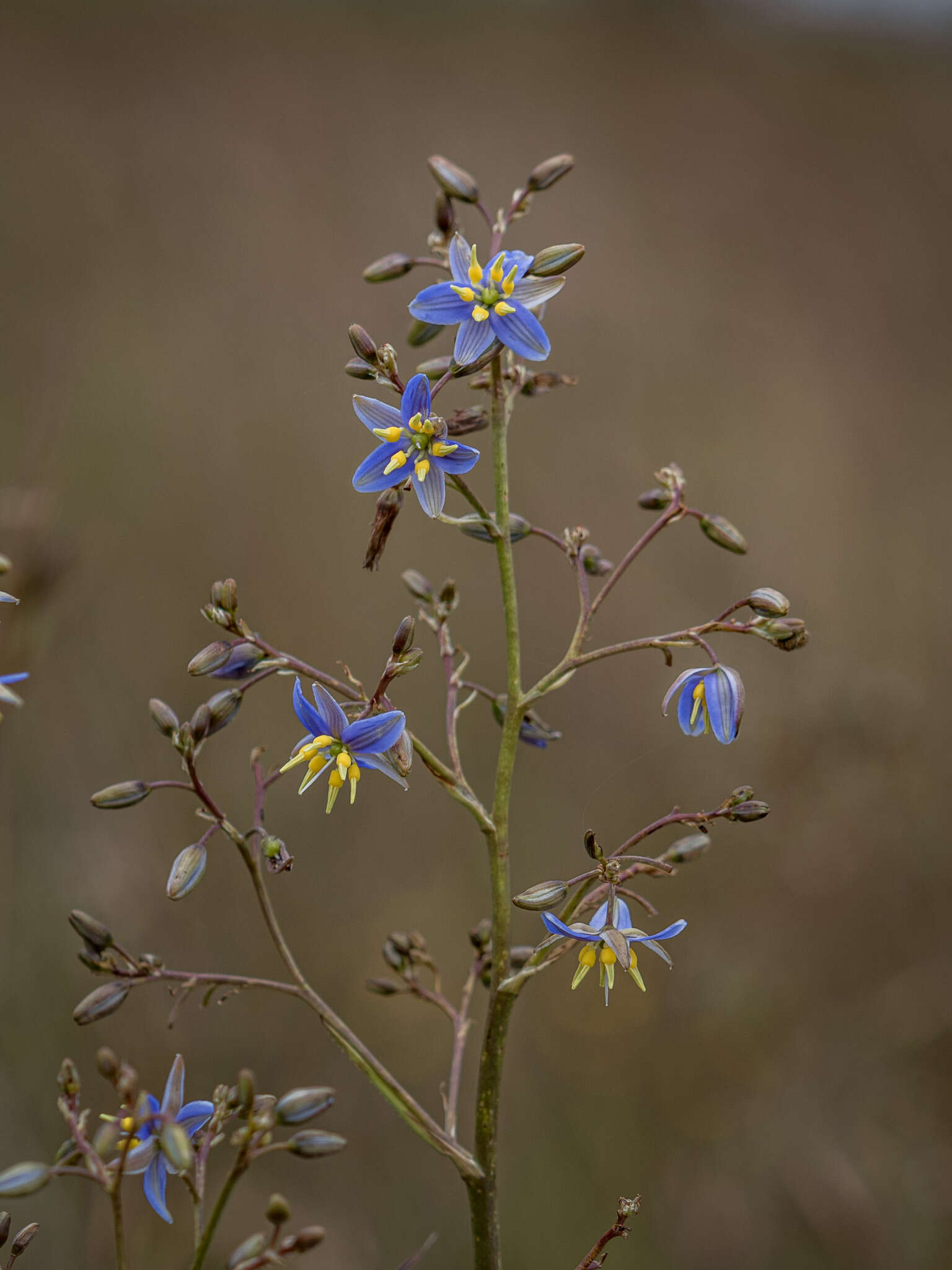 Image of Dianella longifolia var. grandis R. J. F. Hend.