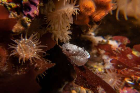 Image of Slimy snailfish