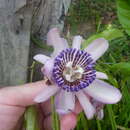 Image of Passiflora riparia Mart. ex Mast.