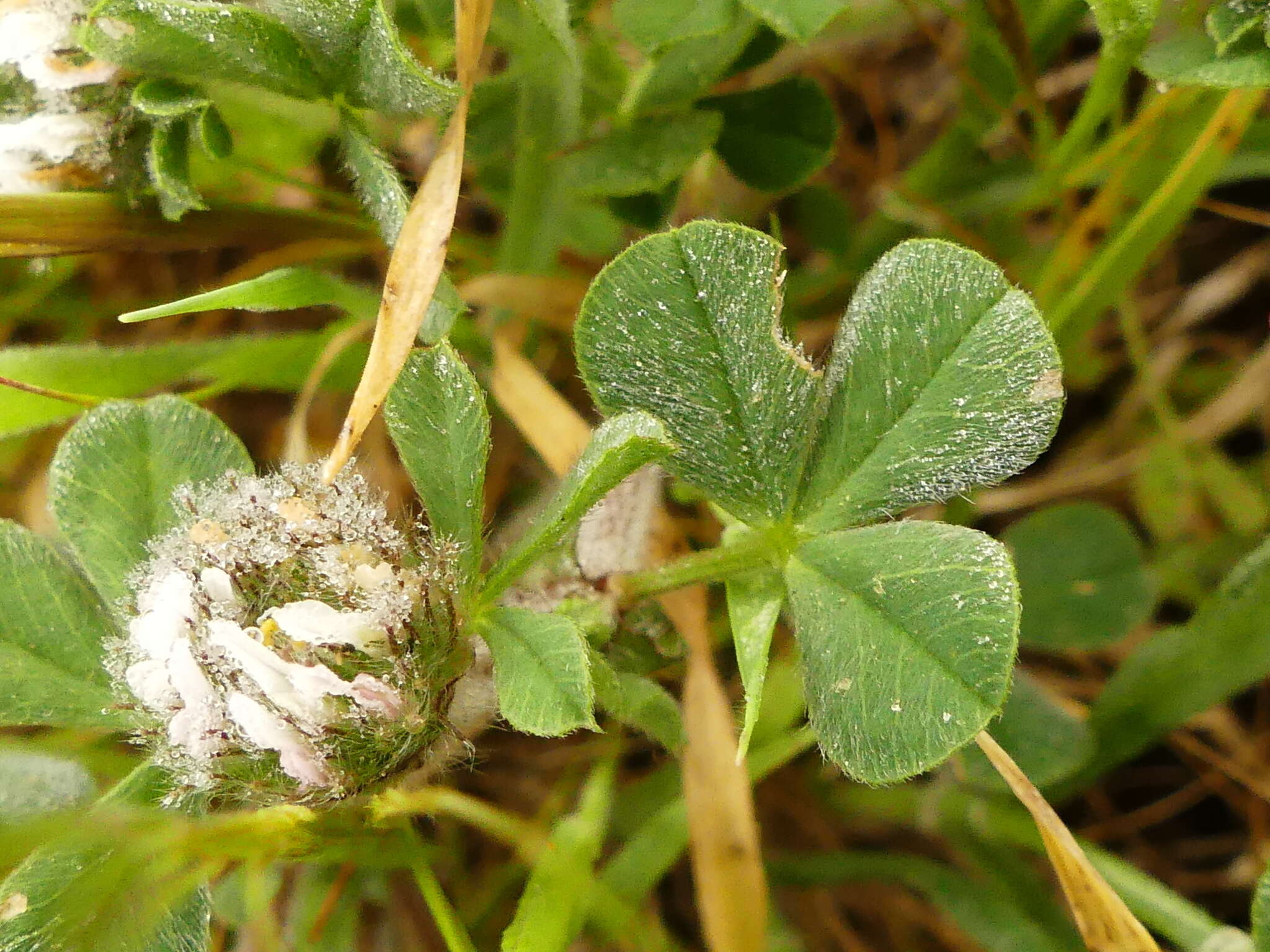 Image of southern clover