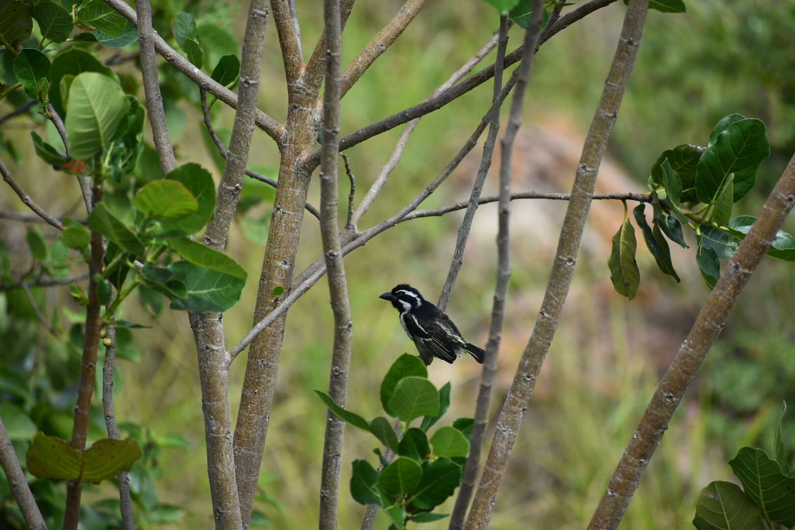 Image of Yellow-rumped Tinkerbird