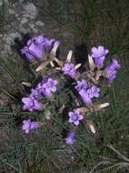 Image of Campanula komarovii Maleev