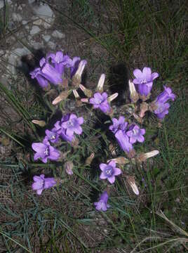 Image of Campanula komarovii Maleev