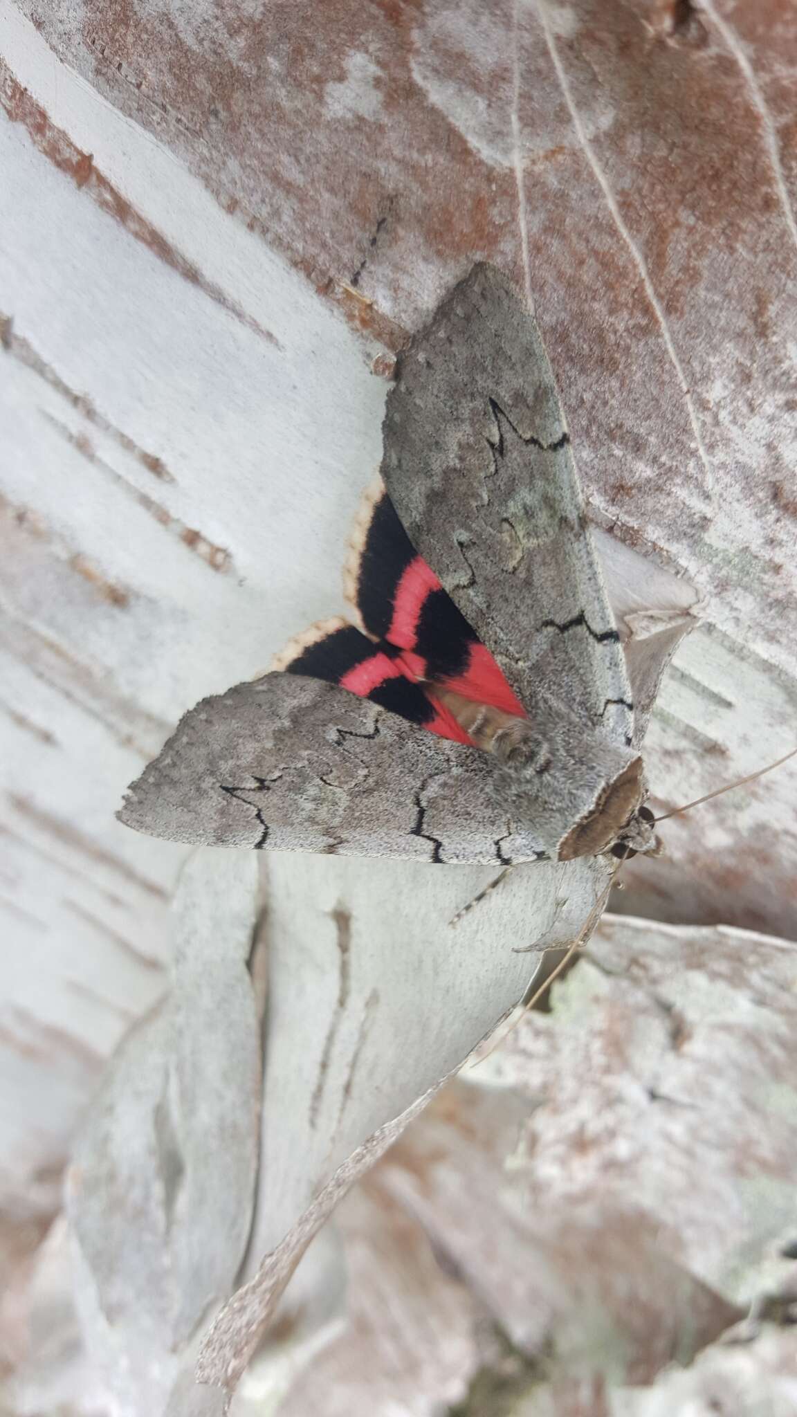 Image of Pink Underwing