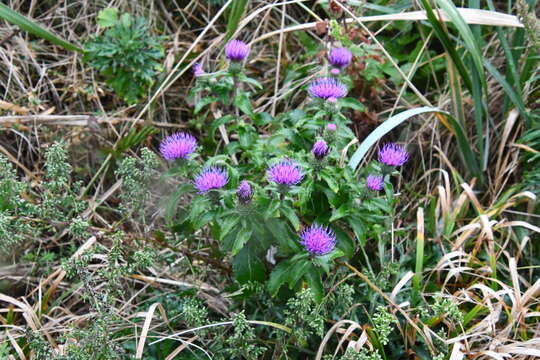 Слика од Cirsium vlassovianum Fisch. ex DC.