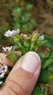 Plancia ëd Symphyotrichum firmum (Nees) G. L. Nesom