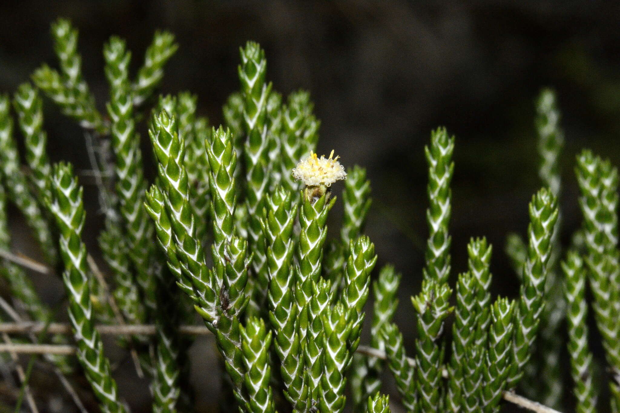 Image of Ozothamnus selago Hook. fil.