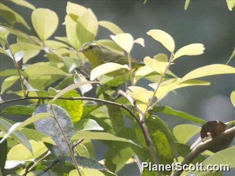 Image of Sulphur-breasted Warbler