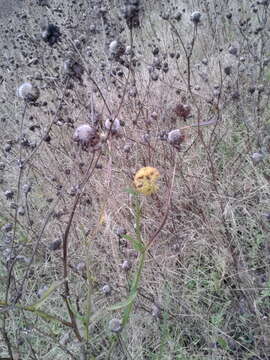 Image of Virginia Sneezeweed