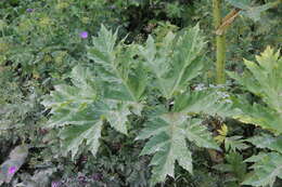 Plancia ëd Heracleum asperum (Hoffm.) Bieb.